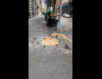 Birds eat liquid trash on the sidewalk