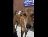 Dog receives face massage from the filmer