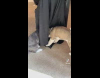 Puppy and cat playing hide n seek behind a small black cloth 
