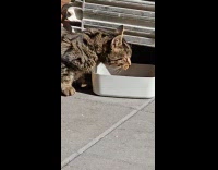 Cat caught stealing food almost got choked