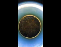 Spider creates webs inside of blue bong 