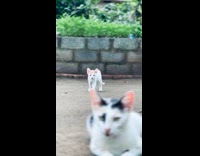 Collab PLC - Kitten plays with adult cat on yard