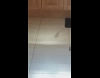 Shadow of fish swim reflection floor