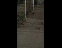 Rats are everywhere on the streets of Koreatown 