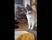 Cat staring at hoomans breakfast sandwich