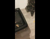 Black dog chews orange white cardboard girl