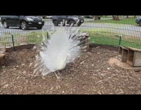 Peacock white spread white feather to peachicks
