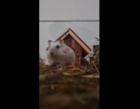 Hamster comes out house observes the camera