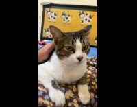 Cat purring while getting pets 