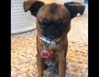 Small brown dog named Penny wears a Drama Queen dog tag on her collar