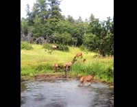 Elk run towards the puddle and jumps away