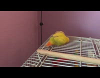Yellow bird and wooden ball fall from cage