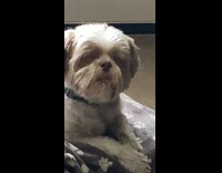 Collab Kale Salad IG - Dog falls asleep with head up