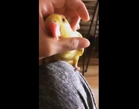 Yellow bird orange beak cuddles hand 
