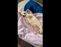 Collab BitchMP - White dog rolls on back to get scratch on pink blanket
