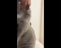 Cat wants the camera to come closer