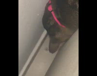 Cat gets stuck between couch trying to get airpod headphone