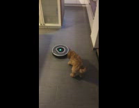 Brown puppy bark at robot vacuum cleaner