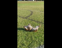 Brown bulldog rolls around rubs body grass 