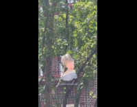 Collab WINY - Elsa head tied and hang from tree 