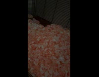 Rat under hay eats ham owner gave