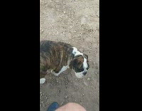 Dog likes butt rub with shoes dirt