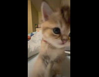 Small kitten cat gets close to camera 