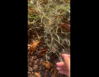 California poppy pods pop open when dry