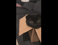 Cat sits inside a box on the couch 