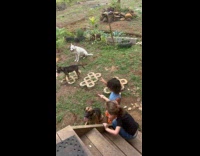 Collab Clips MPUGC - Kid tells aunt about dog family 