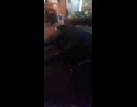 Dog freezing when hooman stops petting