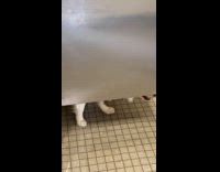 Collab WINY - Dog chills inside bathroom cubicle central park