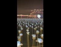 Yard of  white rose flowers with lights