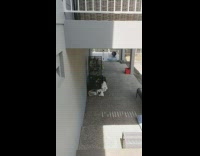 Green bird pops head out of coconut