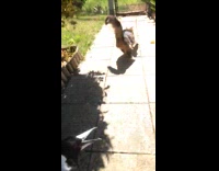 Guy hold bird say hi to cat