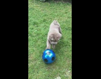 Kid passes blue soccer ball brown dog 