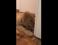 Collab Pets For All - Golden retriever puppy plays with door stopper 