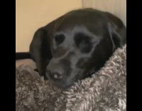 Large black labrador dog sneezes flash