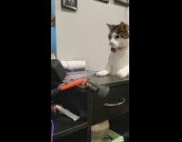 Pet cat snoops around gets scared pushes things