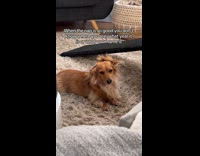 Dog looks confused after taking a nap