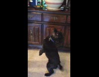 black dog blue collar spinning around