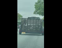 Truck pulls horseshoe crabs 
