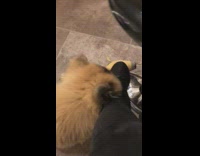 Large brown dog bites black shoe shoelace