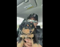 Guy gets booster seat for his dog so it can see road