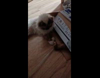 Cat inside box grab stick and coin