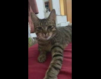 Brown cat lays down yawns red blanket