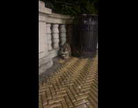 Collab WINY - Raccoon beside trash can bite dead rat