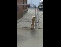 (BROKEN LINK) white dog grey gate happy to see woman