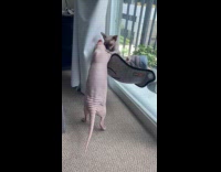 Cats play fighting on window hammock