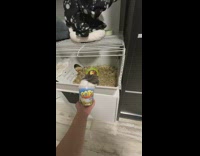 Guinea pig eats treats from container popz